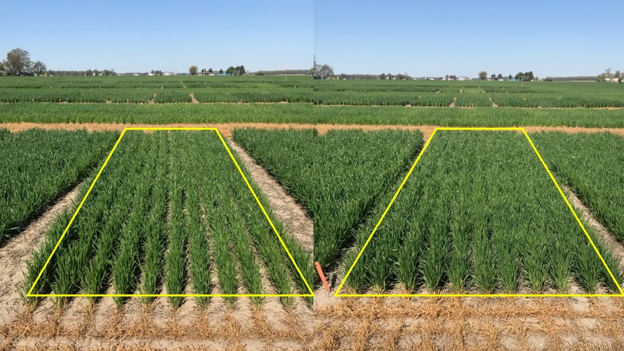 Winter wheat field plots with and without autumn starter